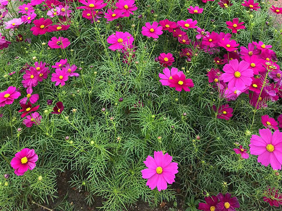 辛集市花草盆栽|设计商住小区绿化